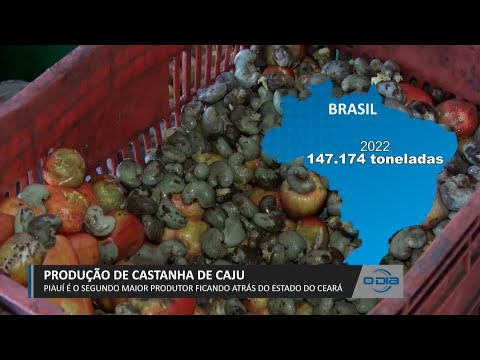 Piauí é o segundo maior produtor de Castanha de Caju do Brasil 17 02 2023