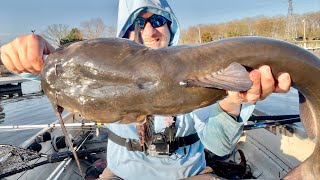 HOW BIG Can These Catfish GET???