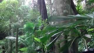 preview picture of video 'Tropical Spice Garden, Teluk Bahang, Compilation Video'