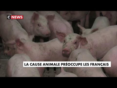 La cause animale préoccupe les Français