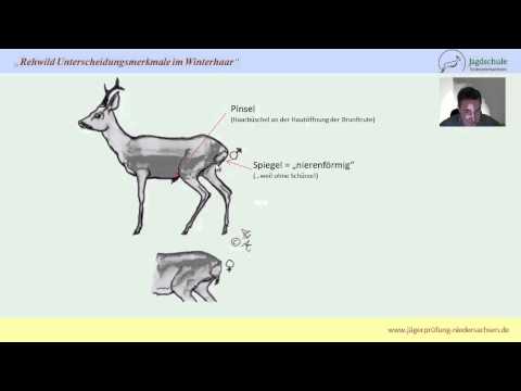 Jägerprüfung Niedersachsen Rehwild Unterscheidungsmerkmale im Winterhaar
