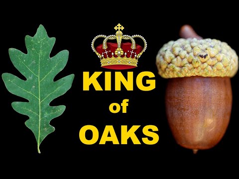 Become an EXPERT on the White Oak in Under 5 Minutes!