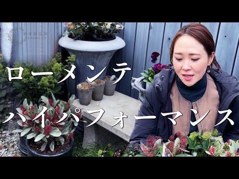 ドワーフローズ「マンダリン」 植物
