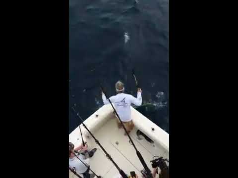 Styles Haury, ...Dolphin-fish!!!