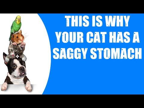 THIS IS WHY YOUR CAT HAS A SAGGY STOMACH