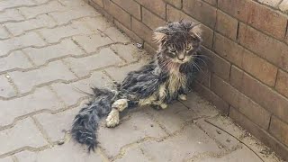 A Paralyzed Cat Lying On Sidewalk Crying For Help And No One Paid Attention Rescue | Before &amp; After