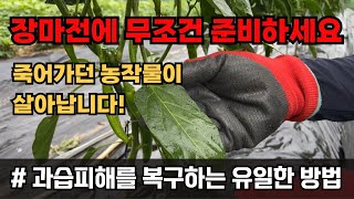 과습 침수 피해 염류장해 해결방법 산소제 발생제 오투팜 사용법