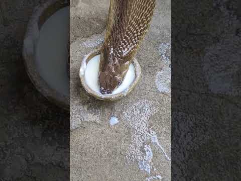 Nagin status🐍 #reels #nagdevta #shorts #video #deepu_davil