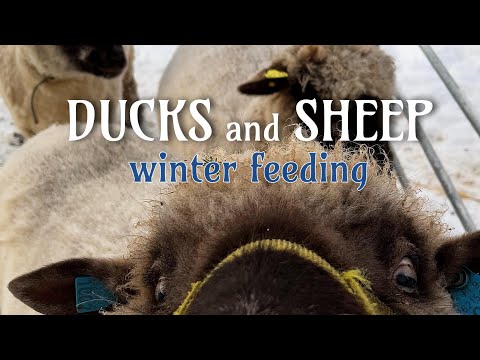 , title : 'Ducks and sheep winter feeding - ankkojen ja lampaiden talviruokinta'