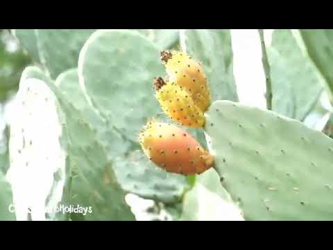 casa salento holidays