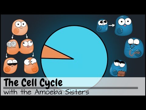 The Cell Cycle (and cancer) [Updated]