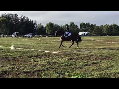 Wilbur Dressage Equestriad EvA95 23/03/19