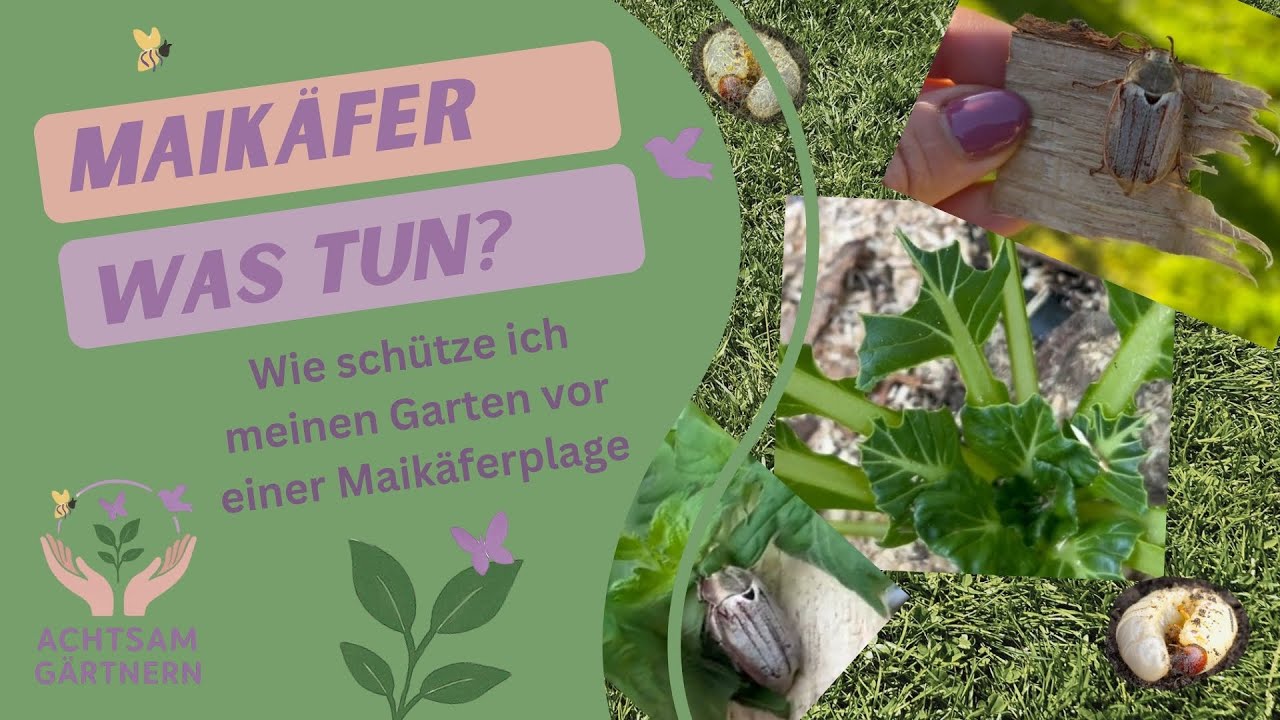 Maikäfer - was tun?