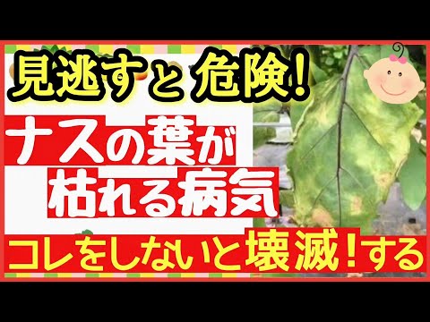ズッキーニの苗が黄色いのはなぜですか?葉が黄色くなる5つの一般的な原因とその対処法  庭園