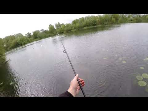 A 22lbs Common from WAA water 10-05-21