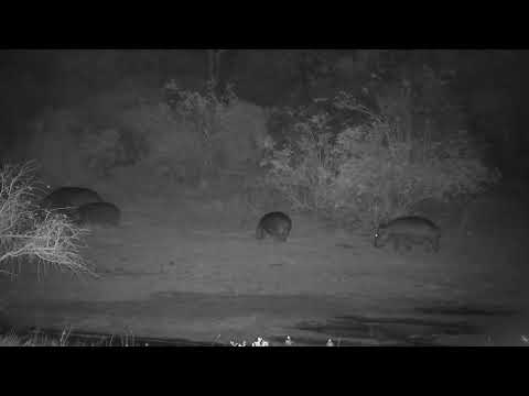 Djuma: Four Hippos out feeding and leaving dam area at shallow end - 18:57 - 09/30/2023