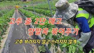 고추줄 2단 매고 양말목 묶어주기 [고추재배방법]