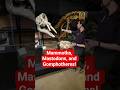 3 Ice Age elephant relatives: Mammoths, Mastodons, and Gomphotheres...oh my!