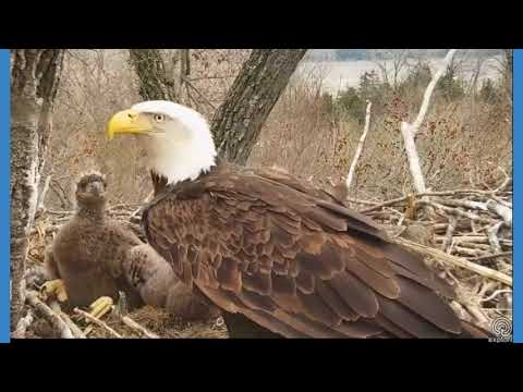 Decorah Eagles Mom Brings A Fish And Swallows It