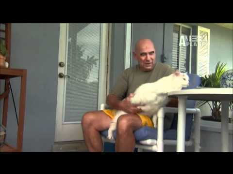 Cats 101 Turkish Van