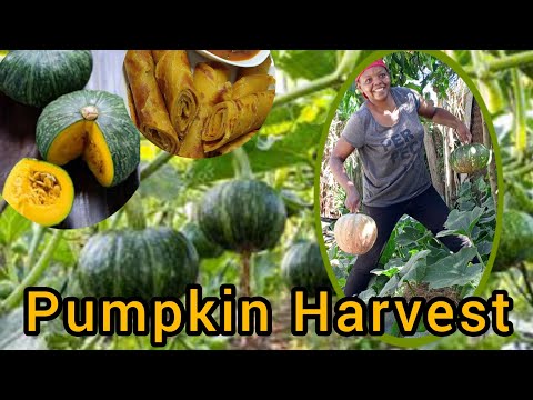 Pumpkin Day in our village - creating the best recipes  #pumpkin #food  @VillageFoodChannelOfficial