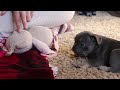 Frenchton dogs for sale: Ellie - Video 1