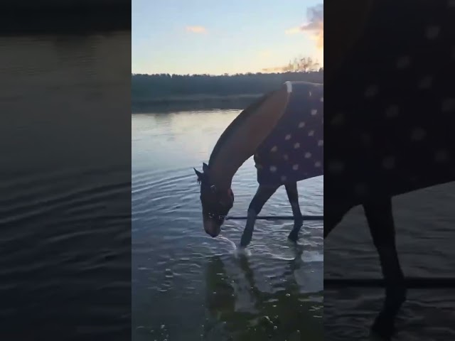 Cheval PS Comp&eacute;tition HORSE BALL 7 ans