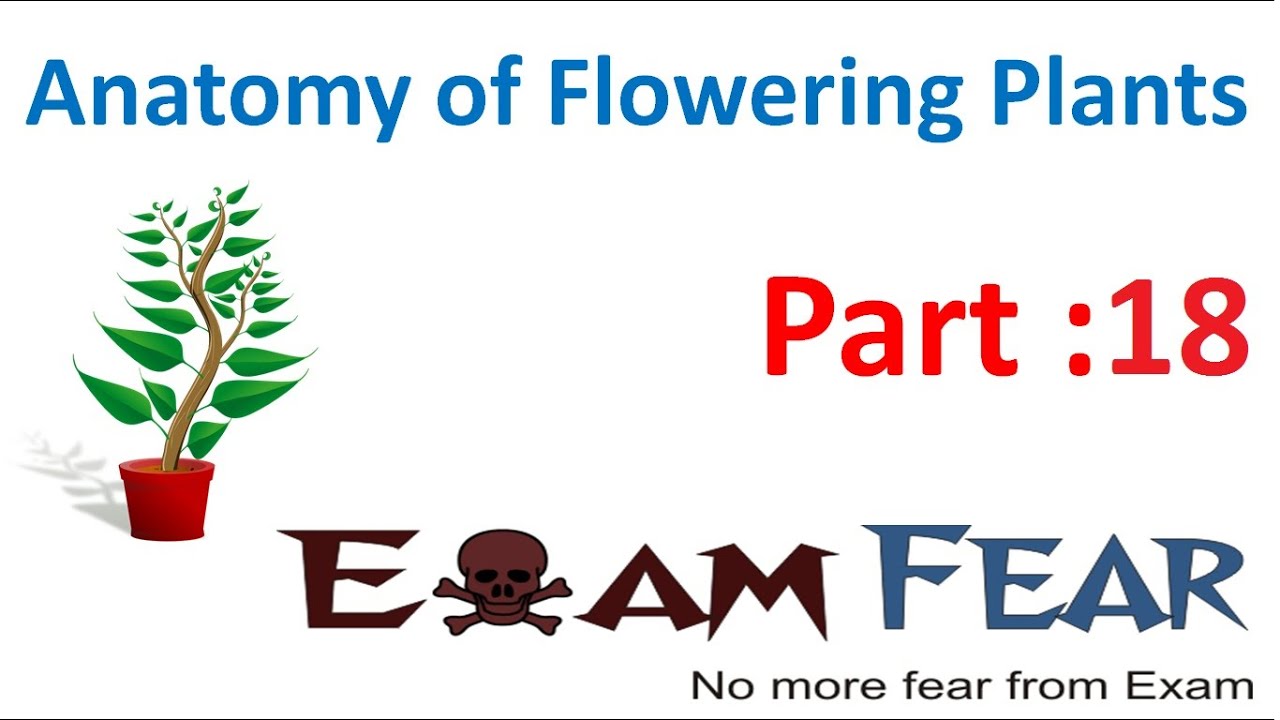 Biology Anatomy of Flowering Plants part 18 (Dicot Stem anatomy) CBSE class 11 XI