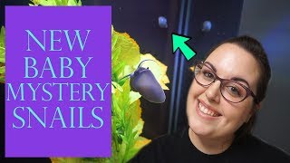 New Baby Mystery Snails! | Mystery Snail Unboxing