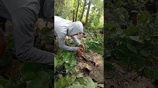 Download lagu wow menemukan hewan apa nihh anaknya banyak bagett #viralvideo #trending #amazing mp3