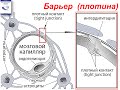 Гемато-энцефалический барьер (ГЭБ), Ликвор, Гемато-ликворный барьер (ГЛБ) 