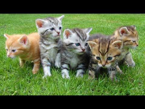 funny cats video  cats sleeping and looking very good nice cats#harish creater