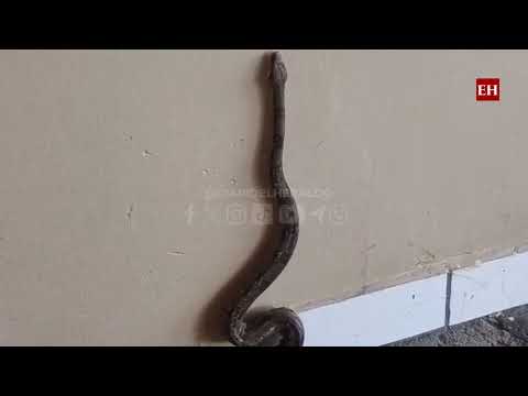 Liberan en el cerro Juana Laínez a boa hallada en colonia El Carrizal de Tegucigalpa