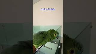 Como é grande meu amor por você  - Pedro e Pedrita