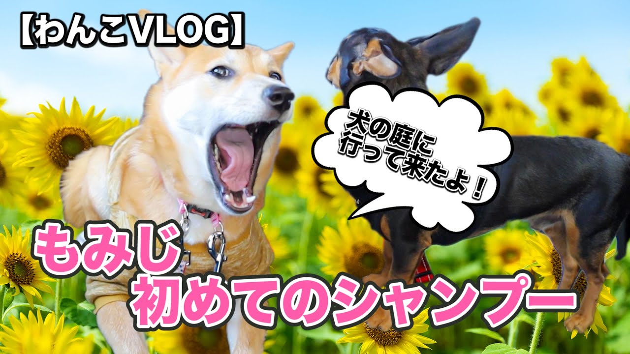 犬のシャンプー もみじとティムをシャンプーにつれて行きました もみじ初シャンプー 美容師ユーチューバー タッシーちゃんねる 柴ミックスチワックス癒し系動画 Hair Make Dance タッシーのブログ 犬のシャンプー もみじとティムをシャンプーにつれて行きました もみじ初シャンプー 美容師ユーチューバー タッシーちゃんねる 柴ミックスチワックス癒し系動画 Hair Make Dance タッシーのブログ