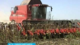 Почти 39 центнеров подсолнечника с гектара убирают кубанские аграрии