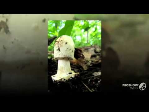 download lagu mp3 mp4 Amanita Brunnescens, download mp3 Amanita Brunnescens free download, download mp3 Amanita Brunnescens