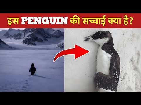 Antarctica में ये PENGUIN अकेला क्यों चल रहा है? Viral Penguin Story Explained (Hindi