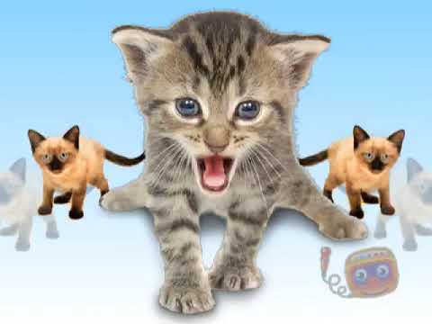Kitties Singing Joy Joy Joy!