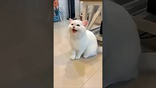 Download lagu Anak Kucing Lucu Melompat 🥰😍🐱#funny #shorts mp3 Download lagu Anak Kucing Lucu Melompat 🥰😍🐱#funny #shorts mp3