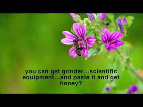 THE DUTY OF THE HONEYBEE (THE SADHU).