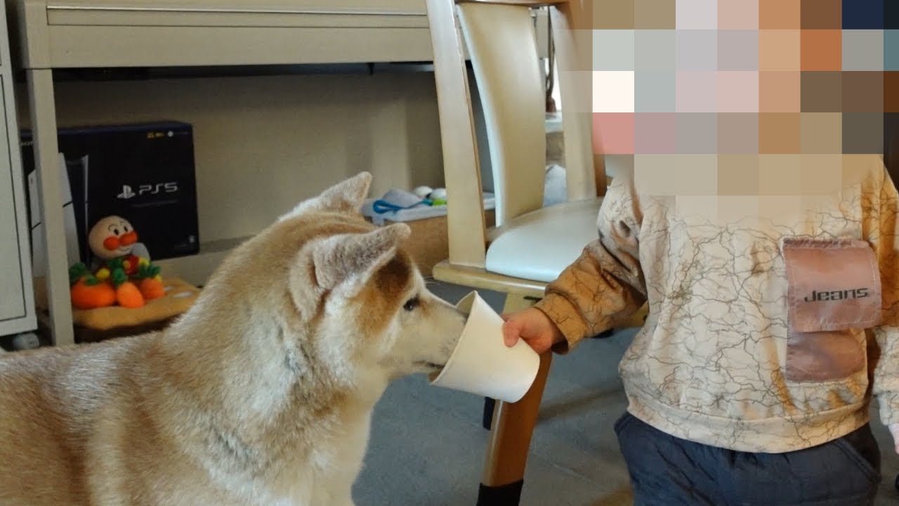 絆が生まれてきた女柴犬と長男