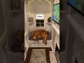Interior doghouse in old closet! Teddys home. #dog #goldenretriever