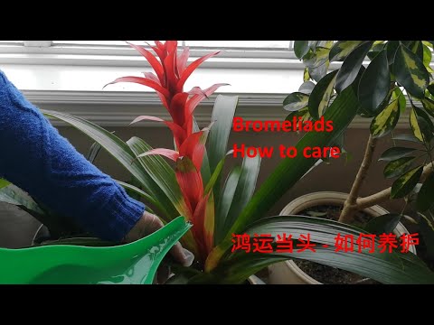 紅運當頭花
