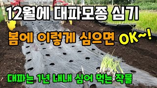 12월에도 대파모종 심어요 봄에 이렇게 대파 심어보세요 대파는 1년 내내 심어 드시는 작물입니다.