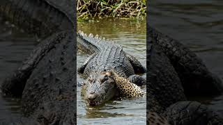 O Que Aconteceu Entre o Crocodilo e o Leopardo? 😱🐊🐆