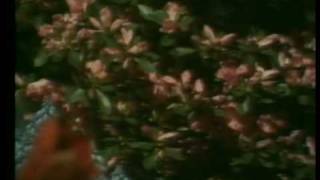 Cliff Richard-Baby You&#39;re Dynamite