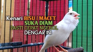 Download lagu kenari gacor panjang Cuit Cuit EMOSI, Pancingan Kenari Paud Belajar Bunyi, terapi AMPUH Kenari MACET mp3