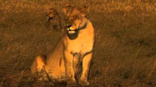 very emotional female loin leaving her broken back bone cub