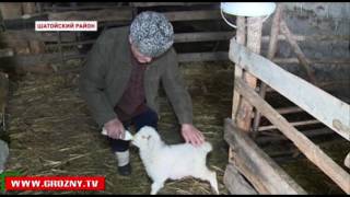 Ножай-Юртовский район Чечни в ожидании позитивных перемен